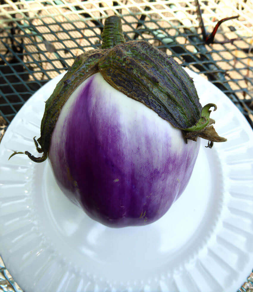 Eggplant, Rosa Bianca