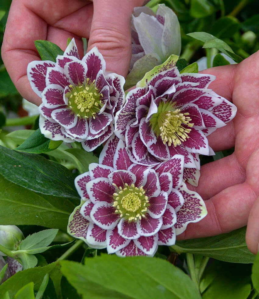 Helleborus, Shotgun Wedding, Hellebore, Lenten Rose
