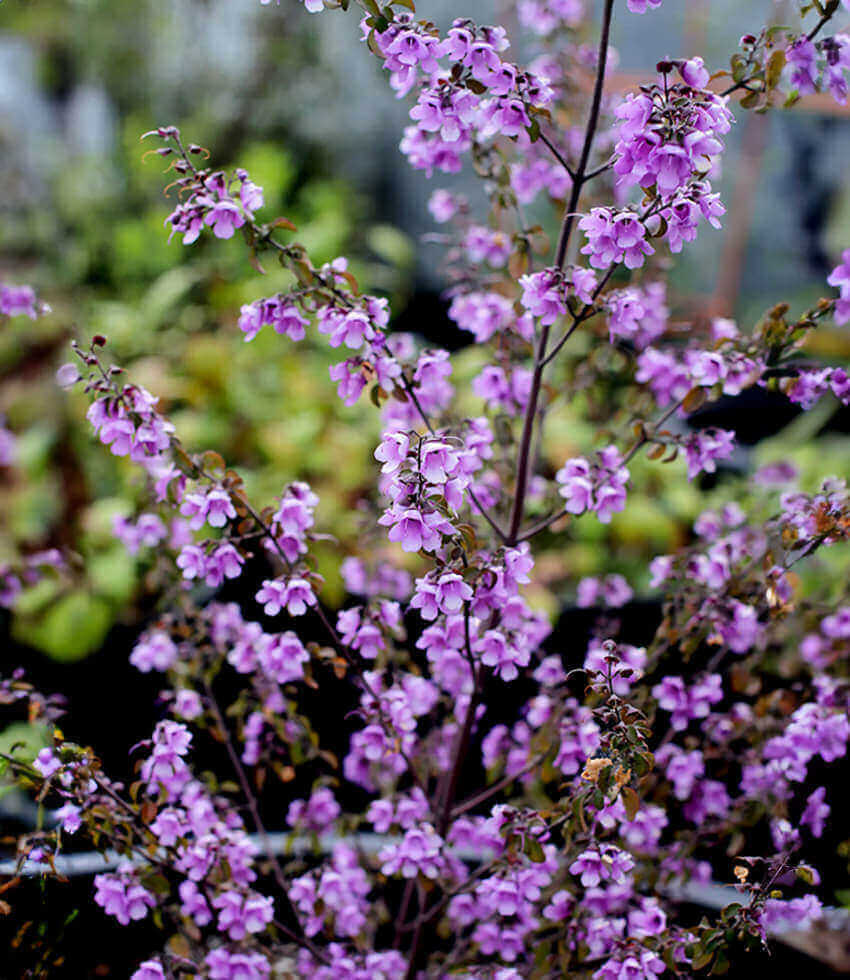 Prostanthera rotundifolia, Australian Mint Bush