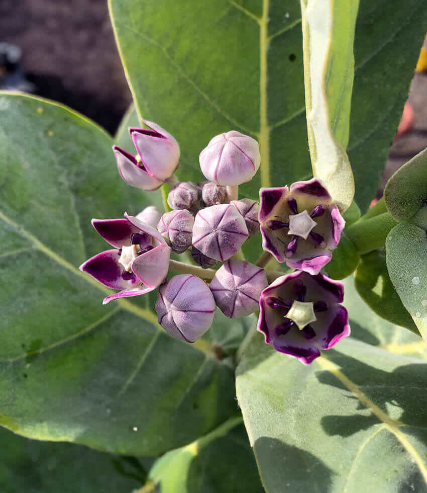 Calotropis procera, Apple of Sodom, Dead Sea Apple, King's Crown