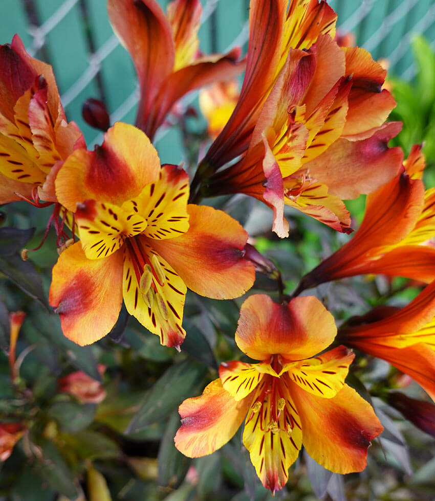 Alstroemeria, Indian Summer, Peruvian Lily, Princess Lily