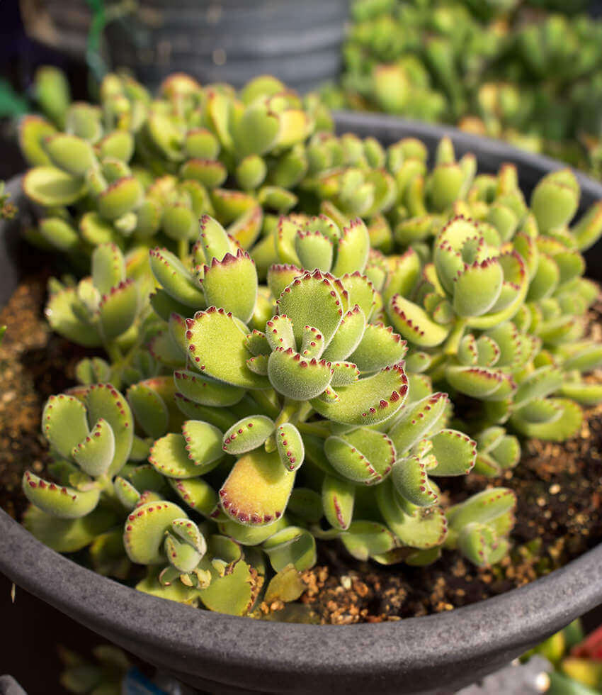 Cotyledon tomentosa ssp. tomentosa, Bear's Paw