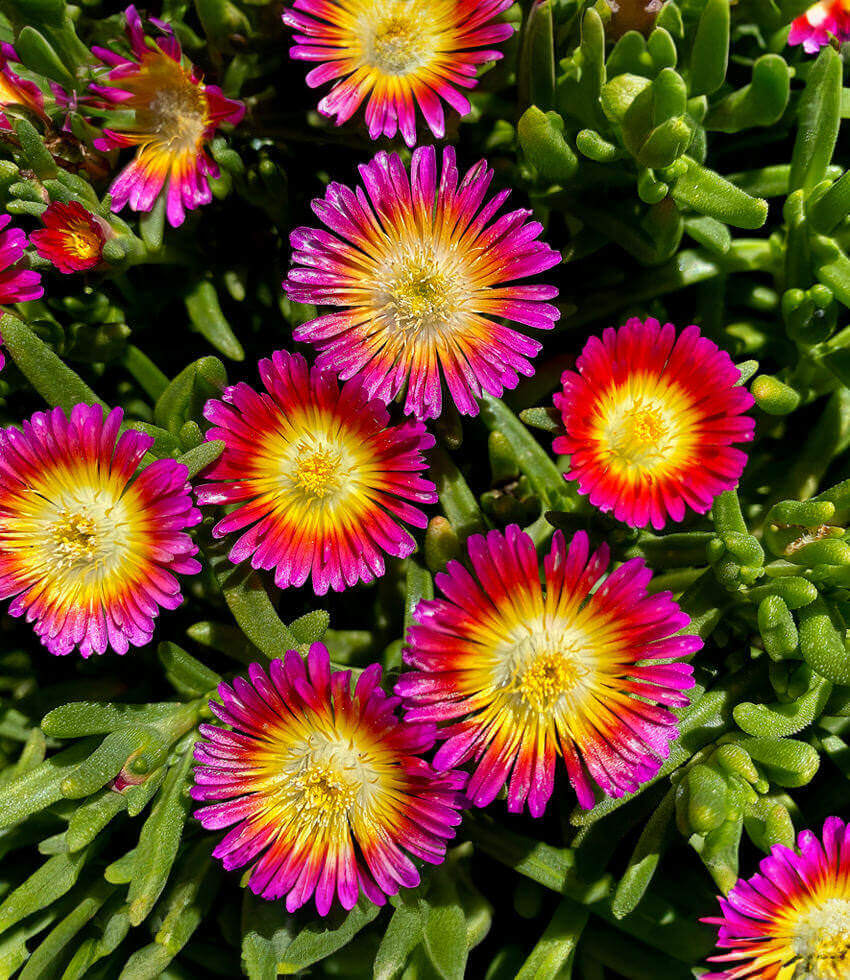 Delosperma, Hot Pink Wonder, Iceplant