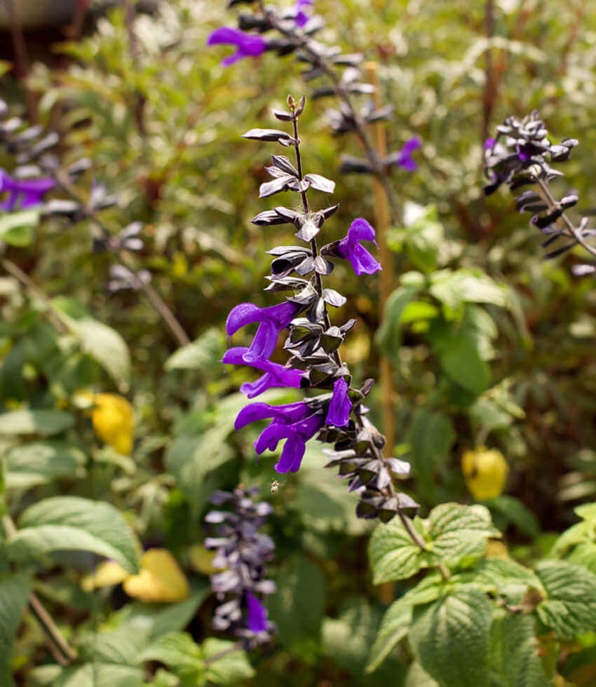 Salvia x guaranitica, Rhythm and Blues, Sage