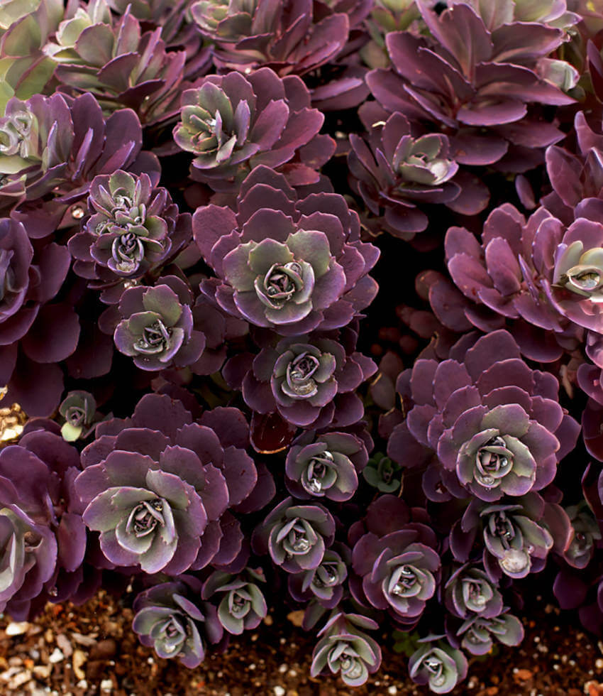 Sedum rupestre, Plum Dazzled, Blue Stonecrop