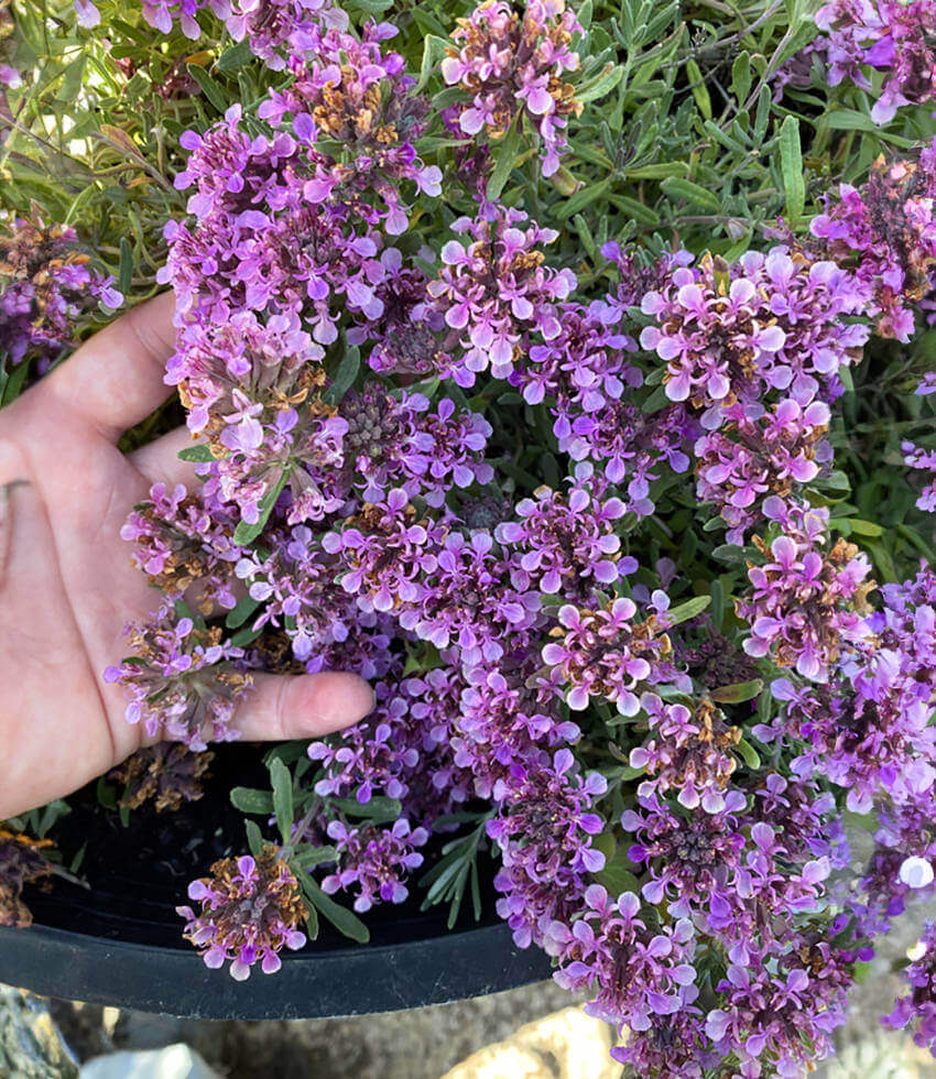 Teucrium aroanium, Gray Creeping Germander