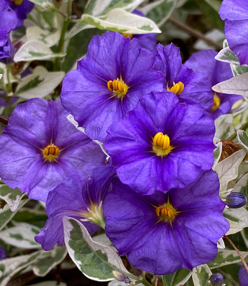 Lycianthes rantonnetii, Lynn's Variegated, Paraguay Nightshade