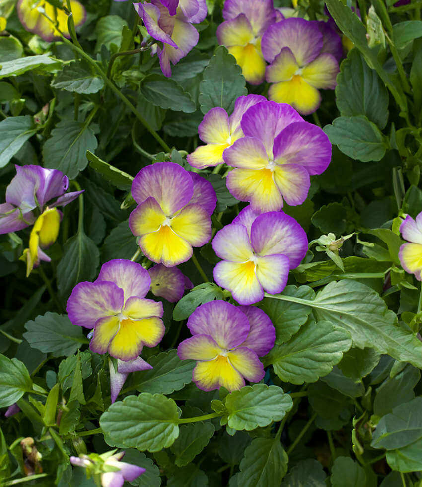 Viola, Starry Night, Violet