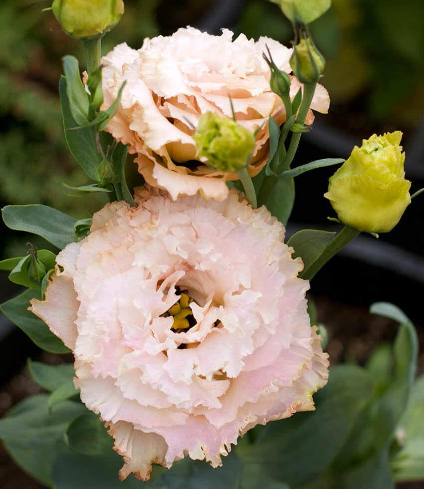 Eustoma grandiflorum, Light Apricot Lisianthus