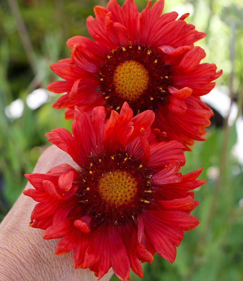 Gaillardia aristata, Burgunder, Blanket Flower