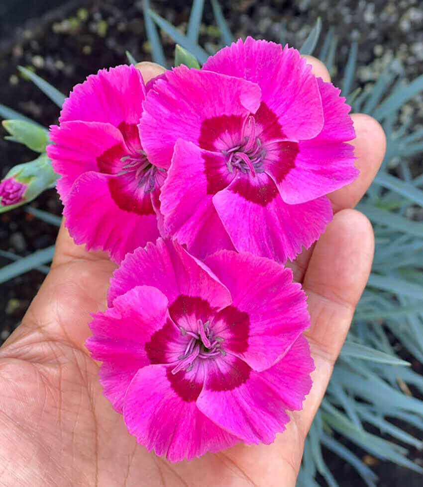 Dianthus, Bumbleberry Pie, Carnation, Pinks