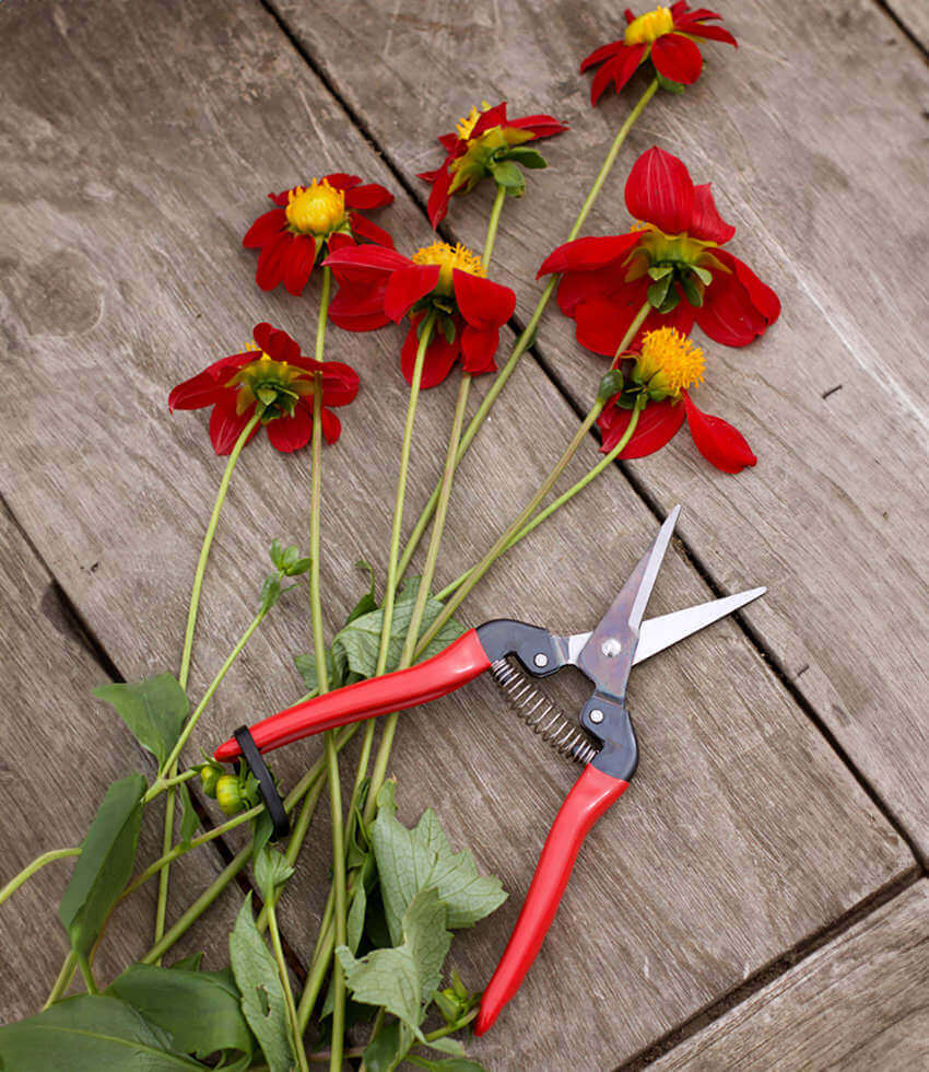 Handtool - ARS Needle Nose Pruners
