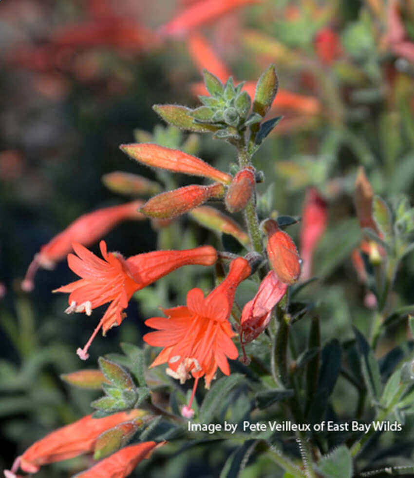 Zauschneria canum , Sierra Salmon, California Fuchsia, Epilobium