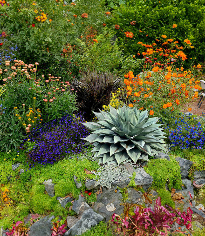Agave ovatifolia, Vanzie, Whale's Tongue Agave, Century Plant