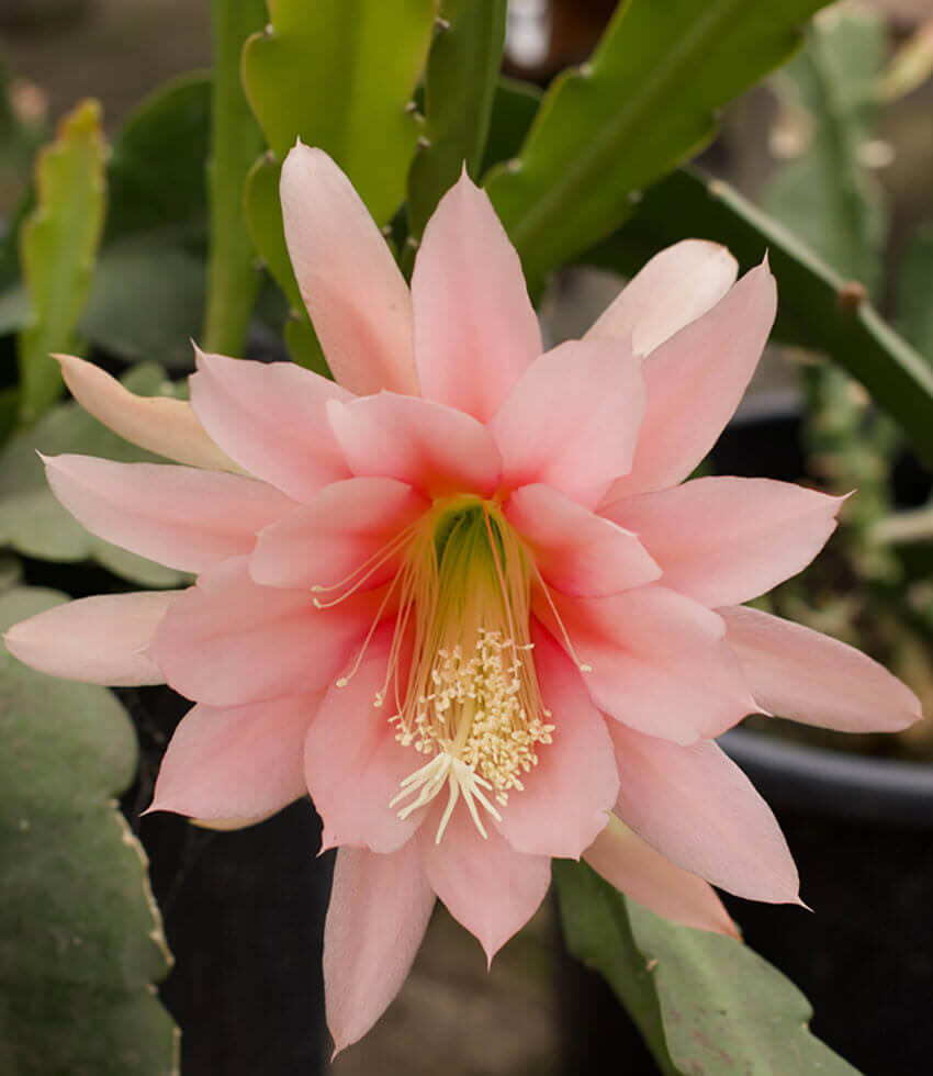 Epiphyllum, Argus, Orchid Cactus, Climbing Cactus