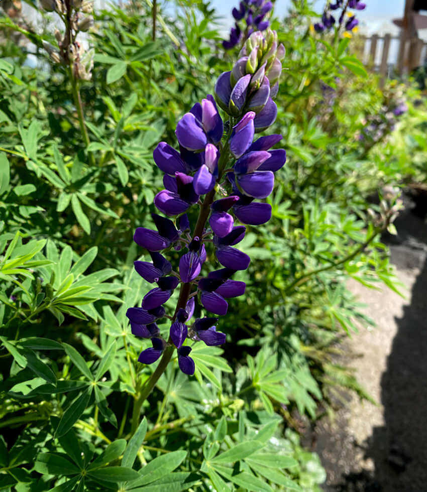Lupinus rivularis, Riverbank Lupine