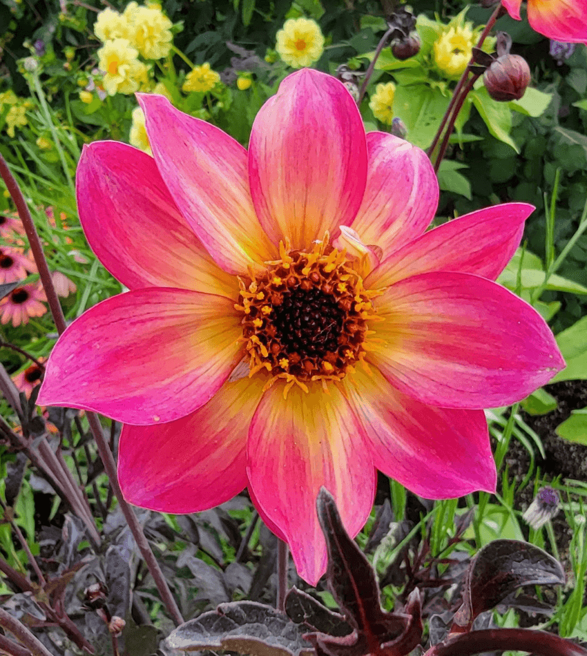 Dahlia , Mystic Sparkler