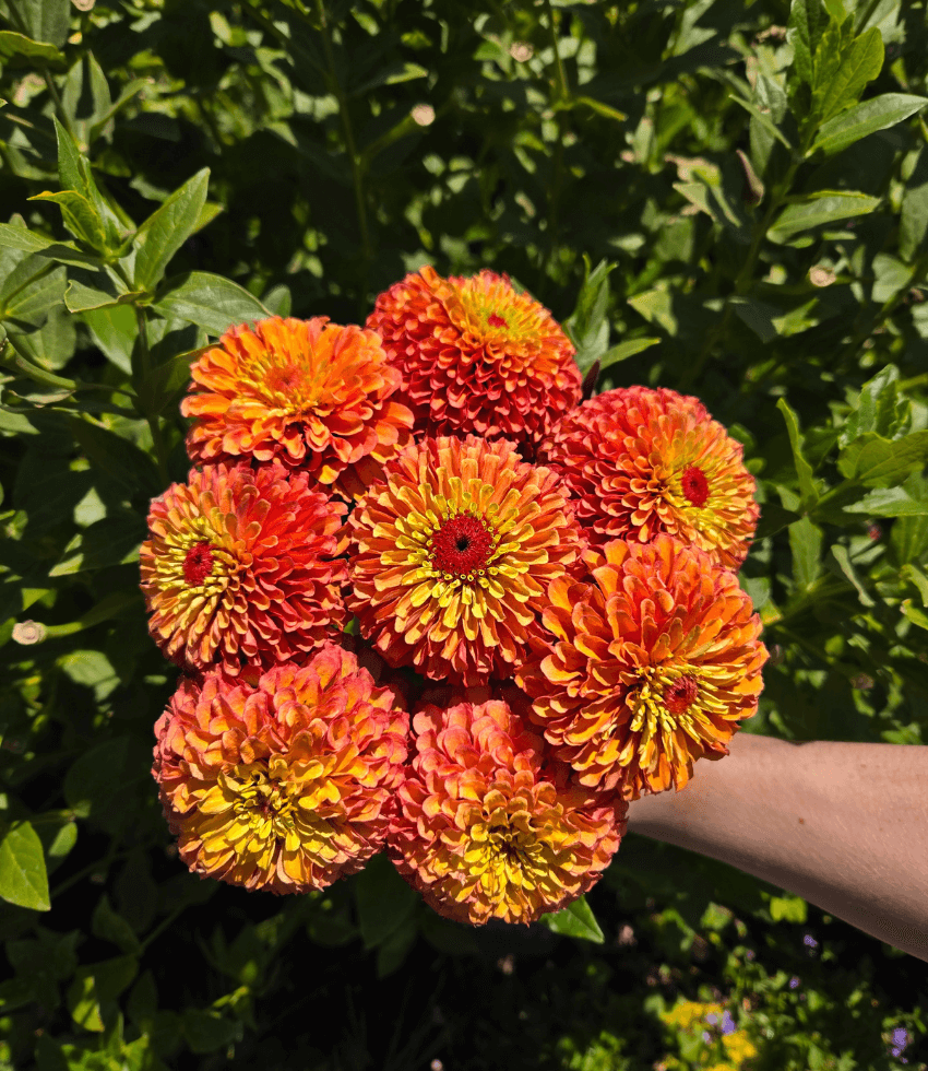 Zinnia, Queen Lime Orange