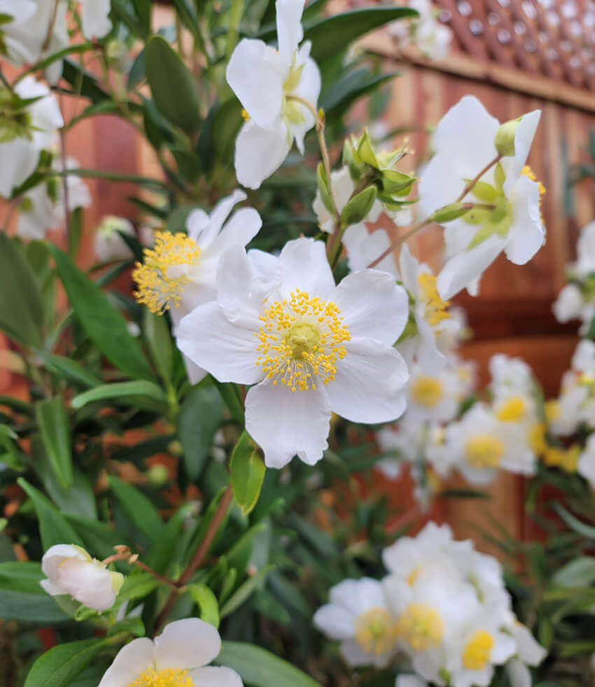 Carpenteria californica, Elizabeth, Bush Anemone