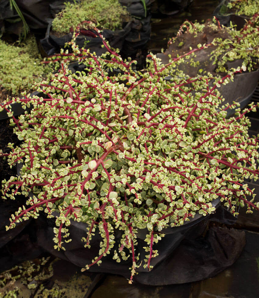Portulacaria afra , Variegata, Purslane Tree