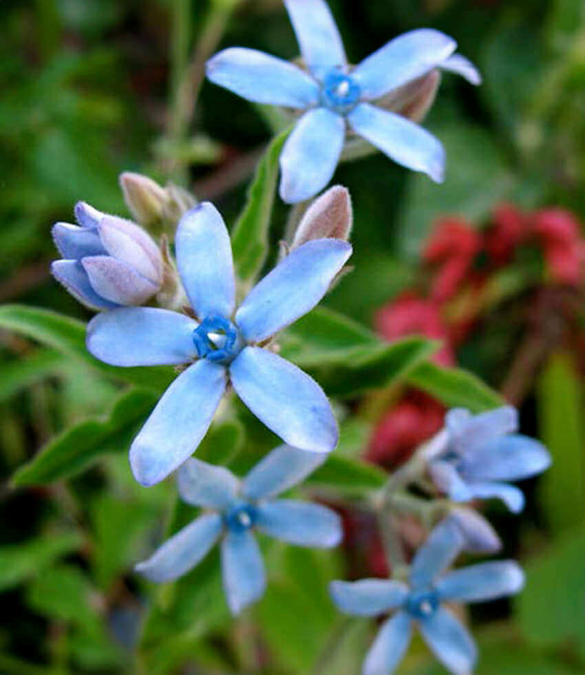 Tweedia caerulea, Heaven Born, Blue Star