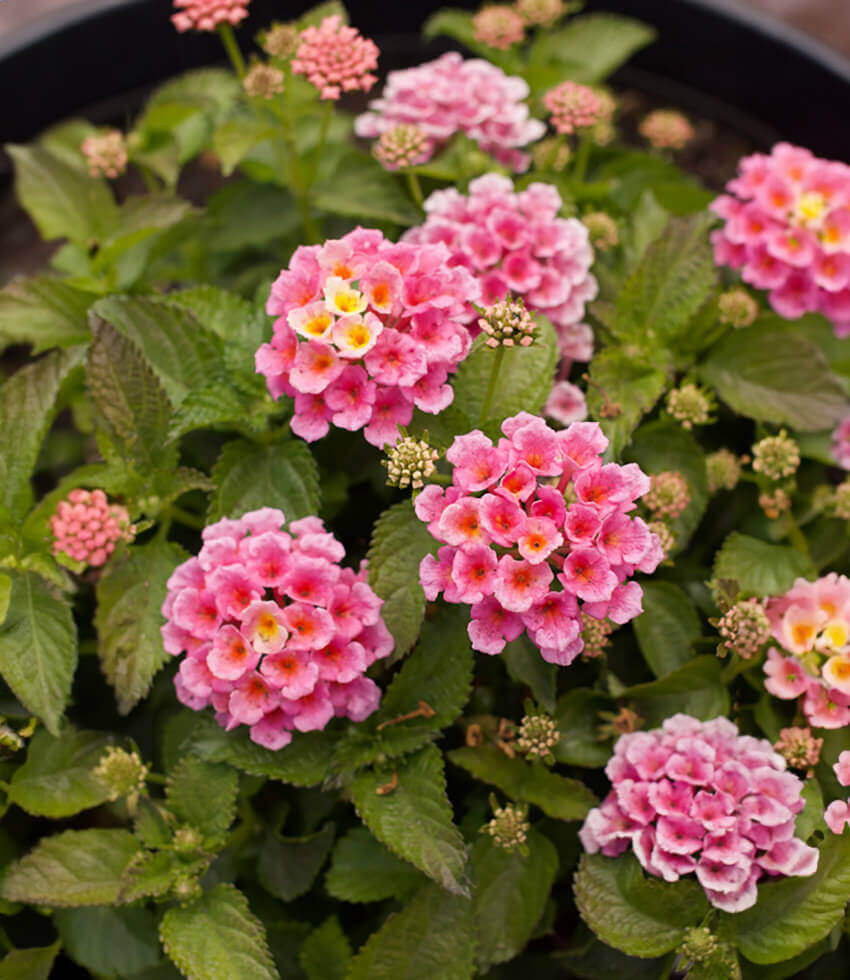 Lantana camara, Bandana Pink, Shrub Verbena