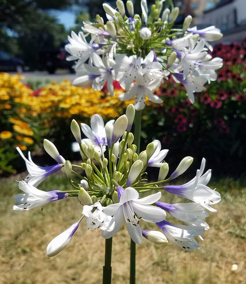 Agapanthus , Twister