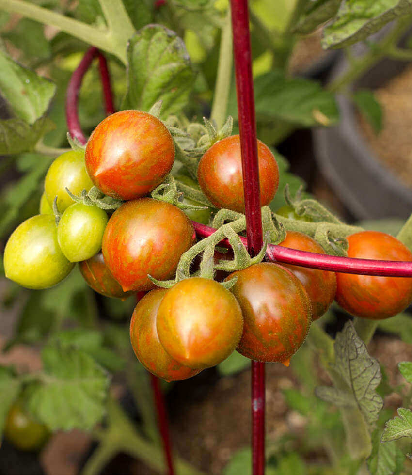 Tomato, Chocolate Sprinkles