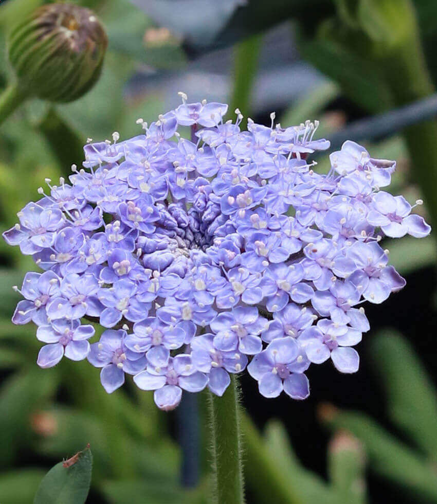 Didiscus caerulea , Lacy Blue, Blue Lace Flower