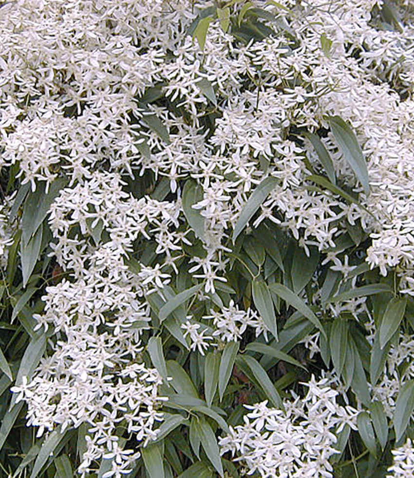Clematis armandii 'Snowdrift', Evergreen Clematis