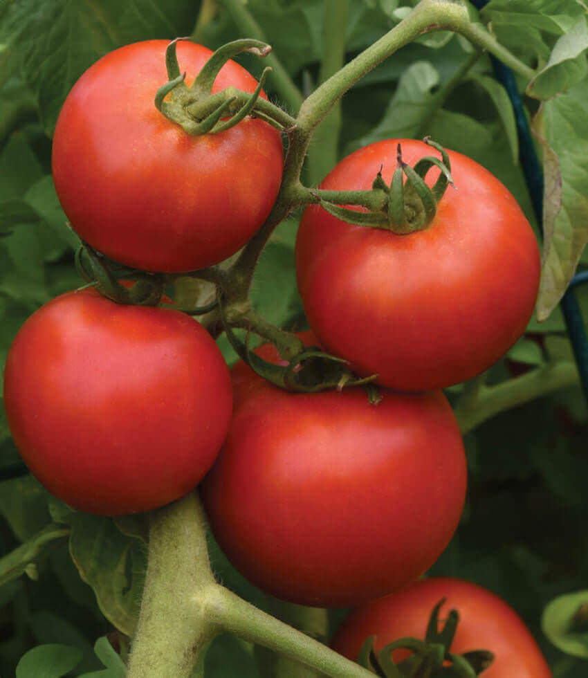 Tomato 'Early Girl'
