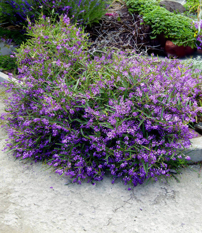 Hardenbergia violacea, Meema, Purple Coral Pea