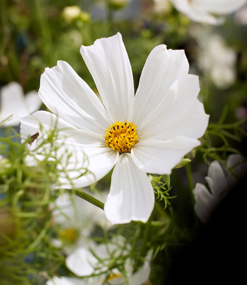 Cosmos bipinnatus, Versailles White, Mexican Aster