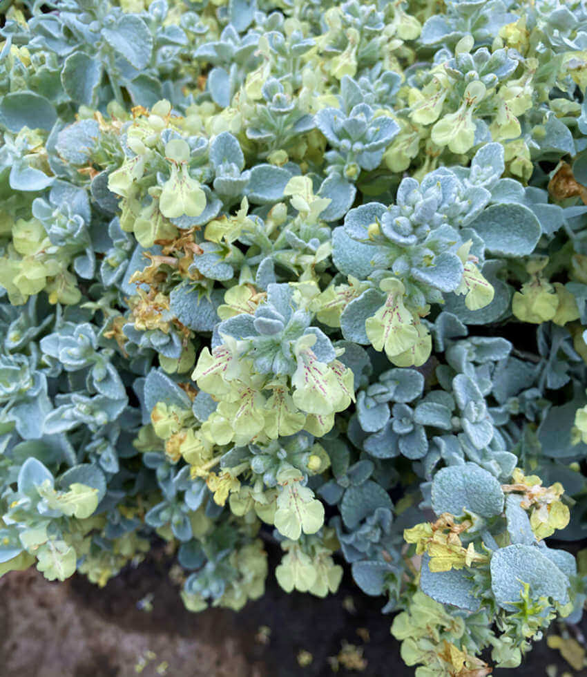 Stachys chrysantha, Golden Lamb's Ear