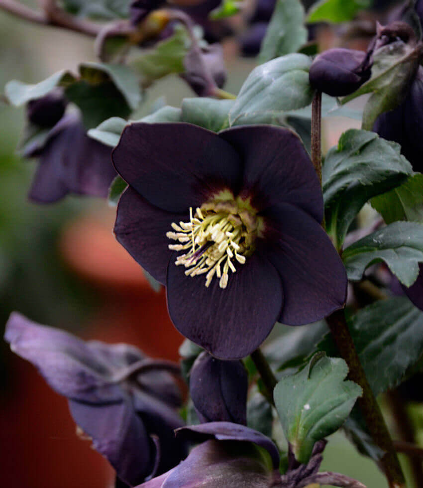 Helleborus orientalis, New York Night, Lenten Rose