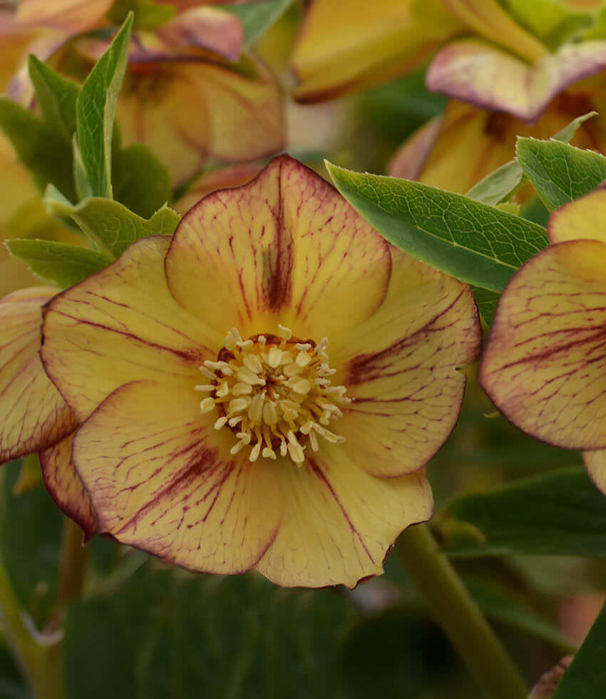 Helleborus orientalis, Tropical sunset, Lenten Rose