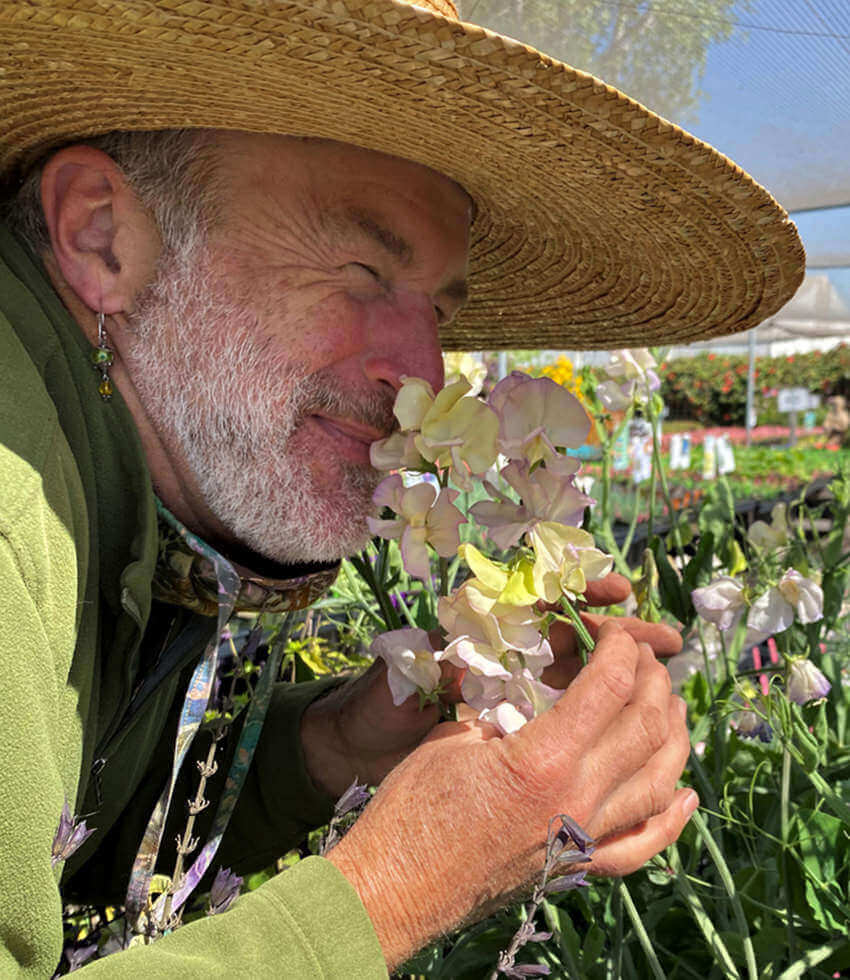 Lathyrus odoratus, April in Paris