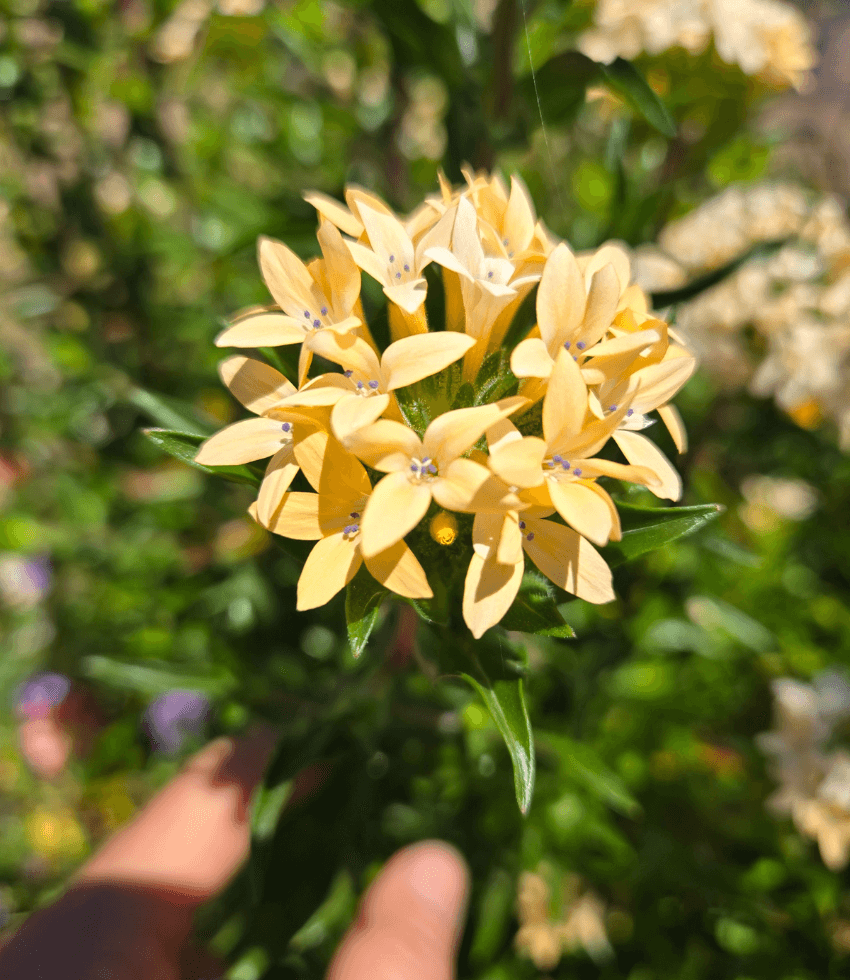 Collomia grandiflora, Grand Collomia, Mountain Trumpet