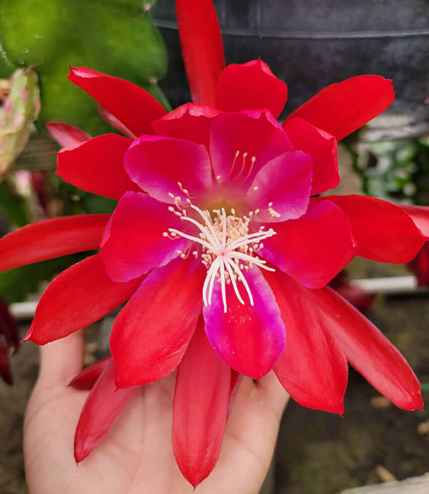 Epiphyllum, Quetzal, Orchid Cactus, Climbing Cactus