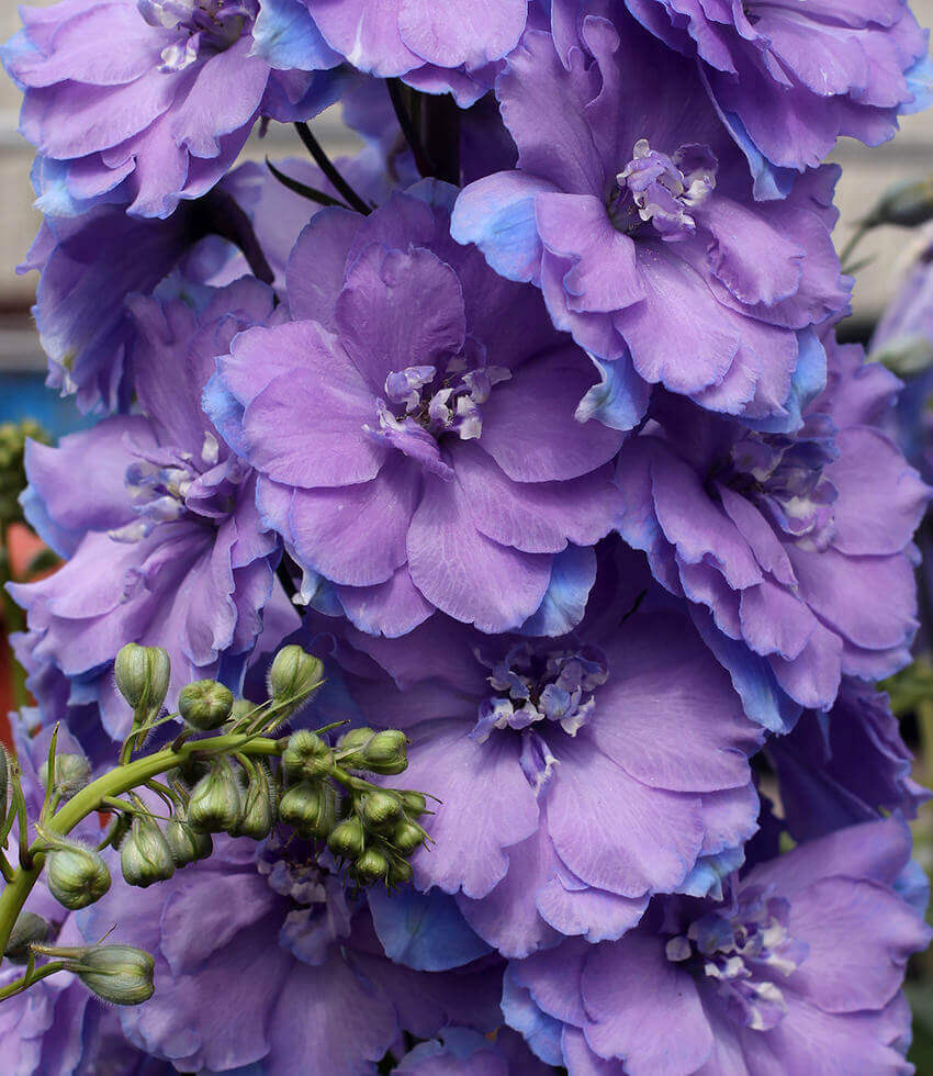 Delphinium elatum , Morning Lights, Larkspur