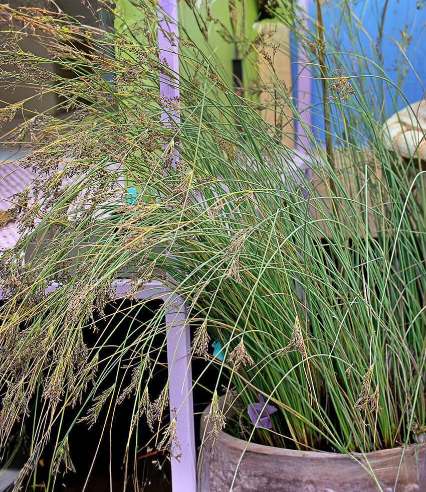 Juncus patens, California Gray Rush