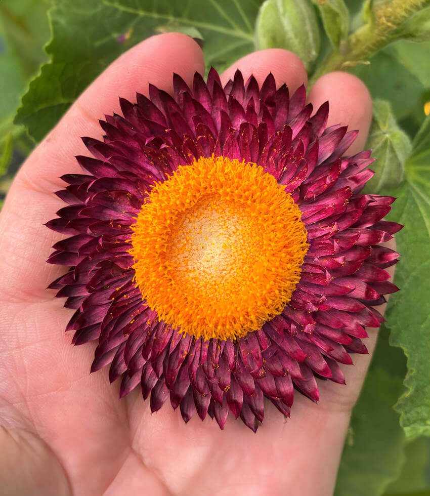 Helichrysum bracteatum, Dragon Fire, Strawflower, Golden Everlasting