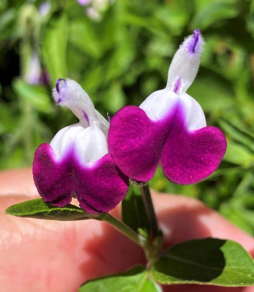Salvia, Amethyst Lips, Sage