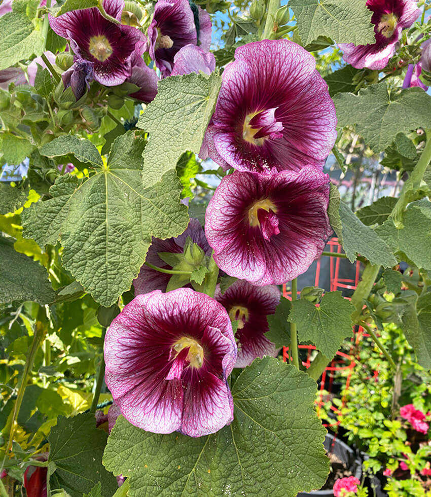 Hollyhock, Creme de Cassis, Alcea Rosea