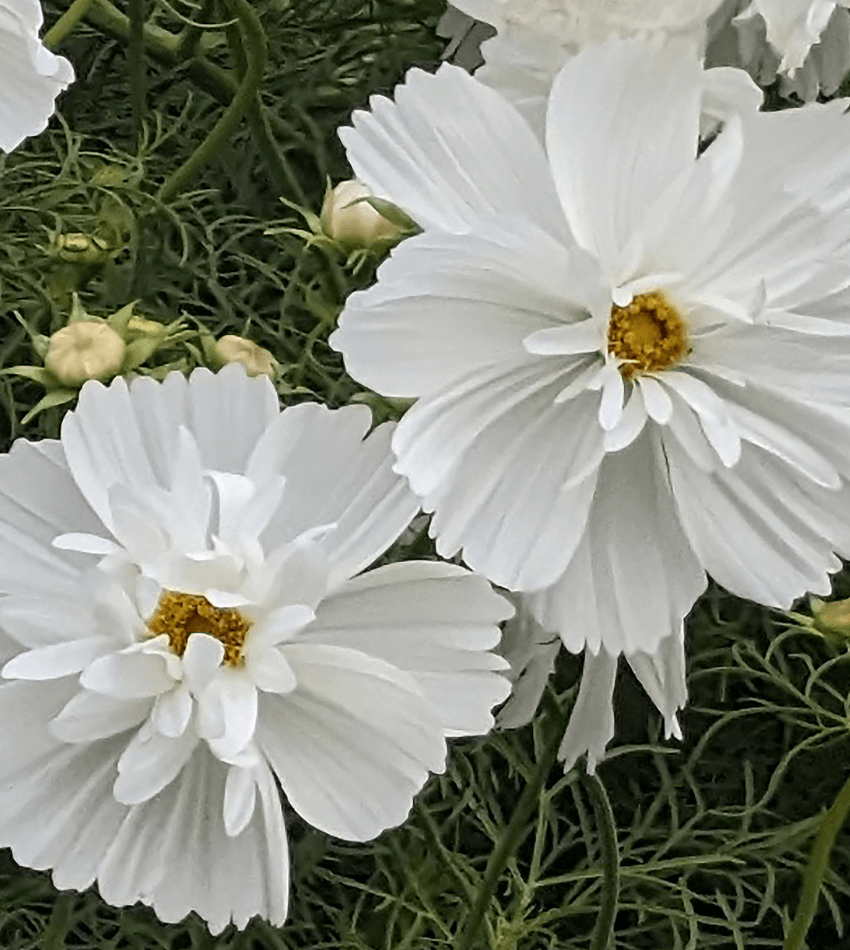 Cosmos bipinnatus 