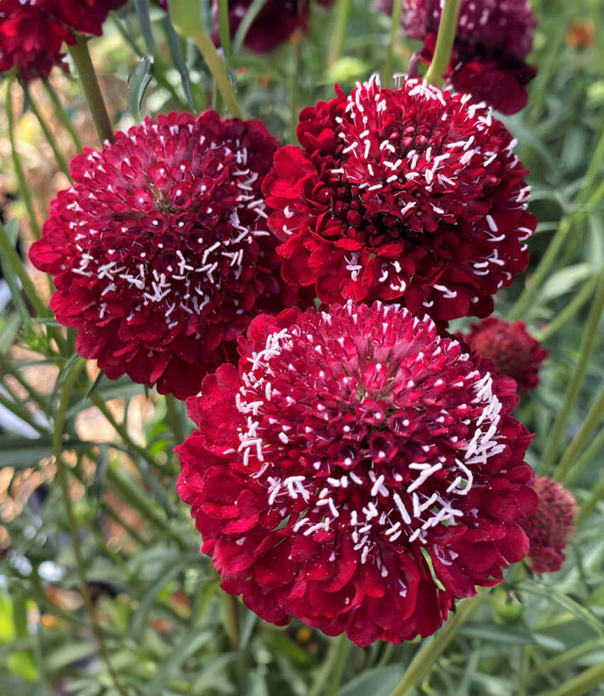 Scabiosa atropurpurea, Burgundy Beau, Pincushion Flower, Sweet Scabious, Mourningbride