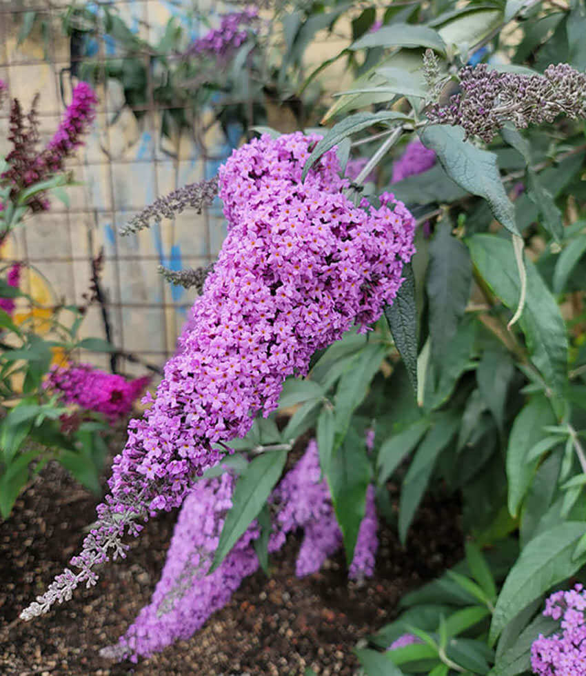 Buddleja, Grand Cascade, Butterfly Bush