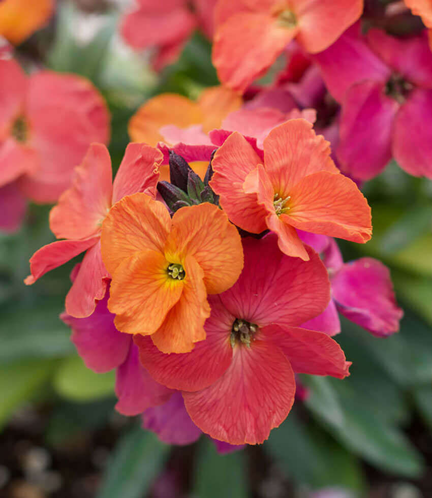 Erysimum, Winter Orchid, Wallflower