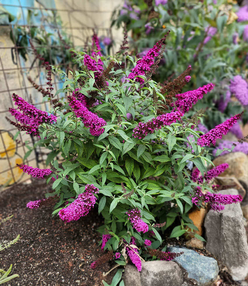 Buddleja davidii, Hot Raspberry, Butterfly Bush
