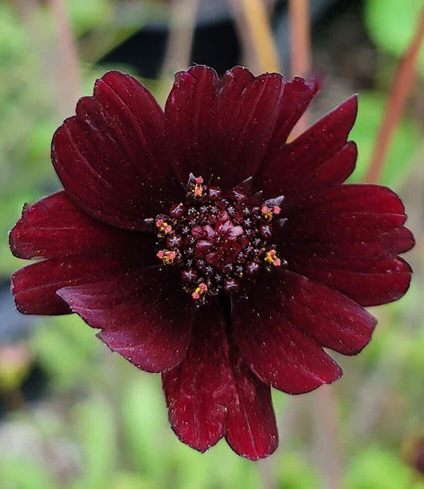 Cosmos atrosanguineus, Black Magic, Chocolate Cosmos